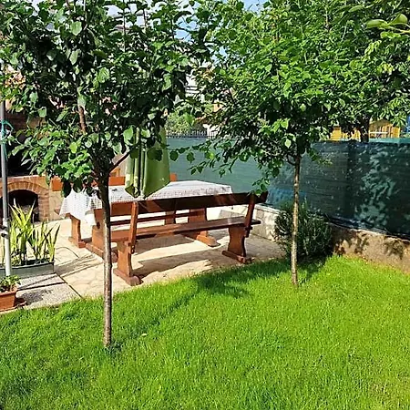 Olea بوريتش